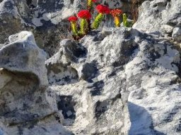 Crassula coccinea part of high society